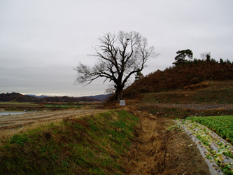 ankim04-14z95.jpg