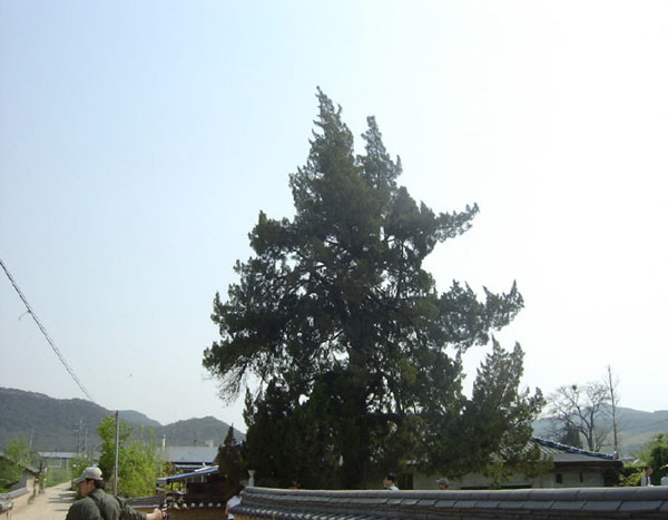 ankim04-9z5.jpg